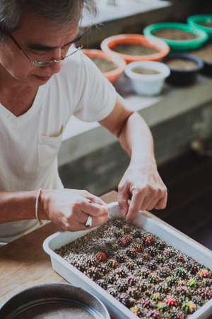 asian senior man collecting gymnocalycium pup at home gardenの写真素材