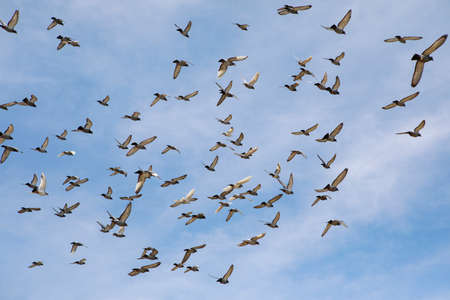 flock of speed racing pigeon flying against blue skyの写真素材
