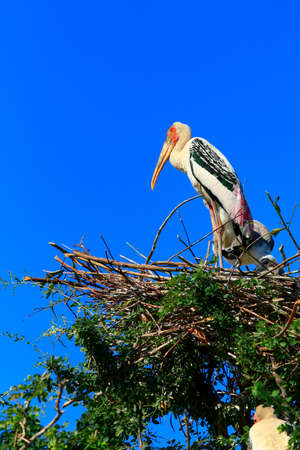 painted stork (Mycteria leucocephala) brid standing on bird nest against clear blue sky