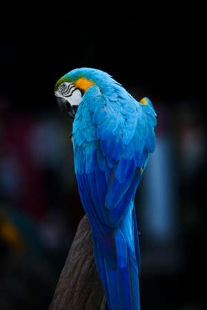 beautiful feather of blue glod macaw bird perching on dry branchの写真素材