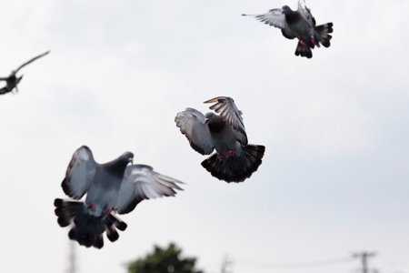 group of homing pigeon approach for landing to home loftの写真素材
