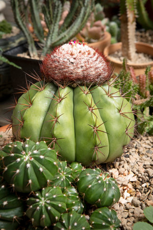 melocactus growthing in succulent garden