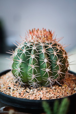 close up melocactus in planting potの写真素材