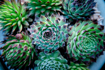 top view of succulent plant in planting pot