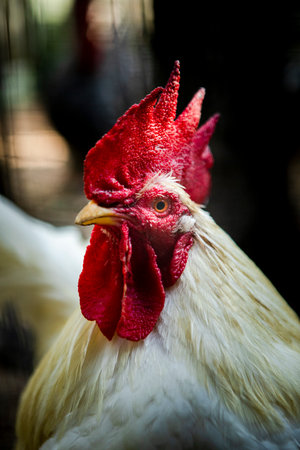 close up head of male rooster in rural farmの写真素材