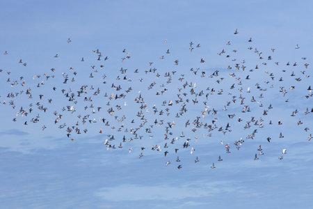 large number of homing pigeon flying against clear blue skyの写真素材
