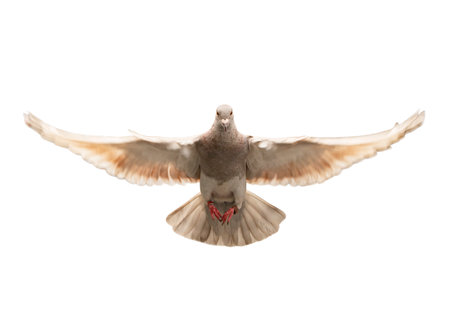 full body of homing pigeon flying isolated white backgroundの写真素材