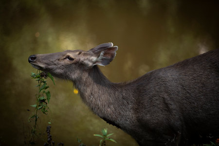 female sambar deer in khaoyai national park thailandの写真素材