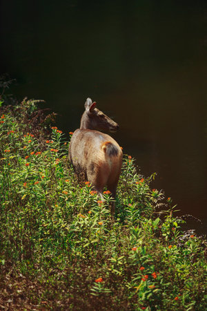 female sambar deer beside creek in khaoyai national park thailandの写真素材
