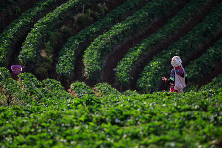 strawberry plantation at highmounatin village chiangmai northern of thailand
