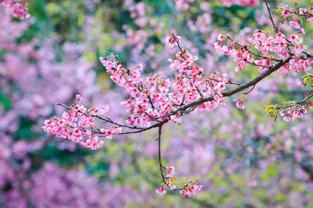 Wild Himalayan Cherry,pink blossom blooming at high mountain chiangmai province northern of thailandの写真素材