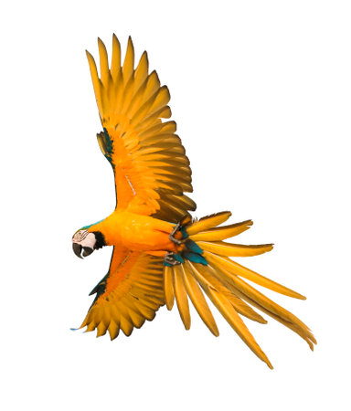 blue yellow macaw bird flying mid-air isolate white background