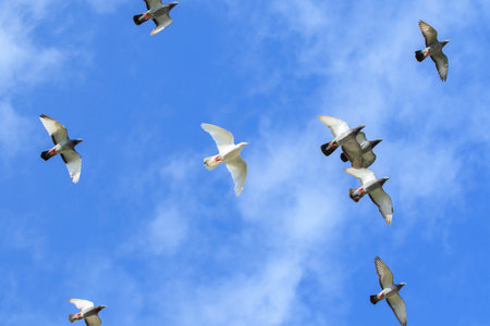 upper view flock  of homing pigeon flying against beautiful blue sky with white cloudの写真素材