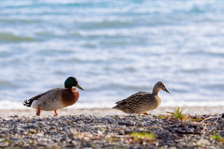 full body of male and female  wild mollard duck in soutland new zealandの写真素材