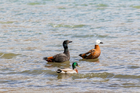 couples of paradise shelduck and male mollard duck floating on shallow water of lake wanaka southland new zealandの写真素材