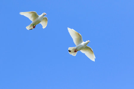 two white feather homing pigeon flying mid air against beautiful clear blue skyの写真素材