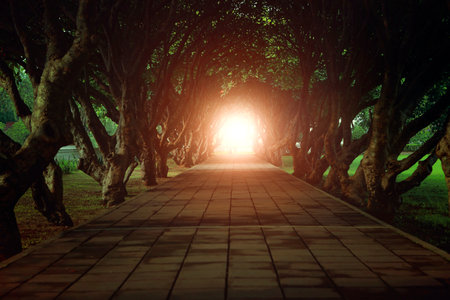 perspective path way with two row frangipani plant and flash light at end backgroundの写真素材