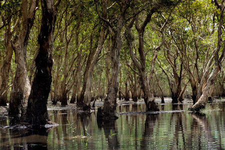 natural mangrove forest in wetland swamp of rayong province eastern thailandの写真素材