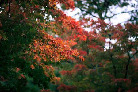 red mable leaves and rainging in kyoto japanの写真素材