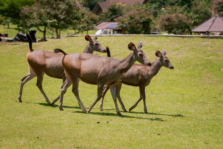 group of female sambar deer in khaoyai national park thailandの写真素材