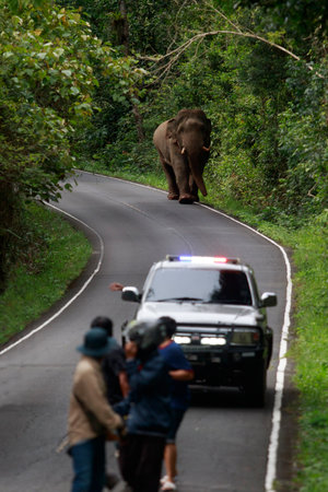 wild male elephant with ivory on road in khao yai national park ,khaoyai national park is one of most important natural sanctuary in thailand and south east asiaの写真素材