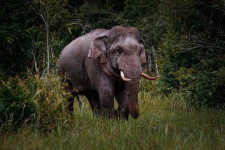 beautiful of male elephant with ivory in khaoyai national park ,khao yai is one of most important wildlife habitat in south east asiaの写真素材