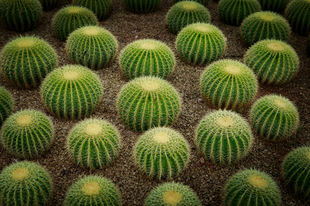 Golden barrel cactus / Echinocactus grusonii in desert plant gardenの写真素材