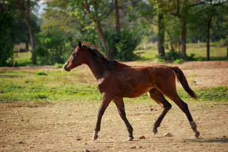 full body of female horse running on dusty field farmの写真素材