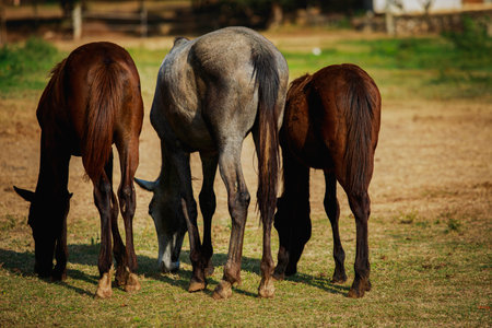 rear of of three female horses eating grass on farm fieldの写真素材