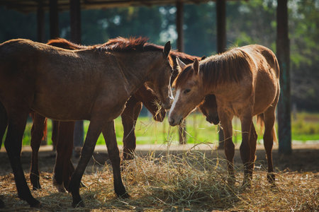 flock of female horse eating dry grass at ranch farmの写真素材