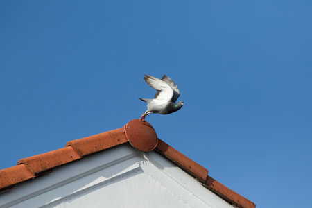 moment of homing pigeon take off to fly from home roofの写真素材