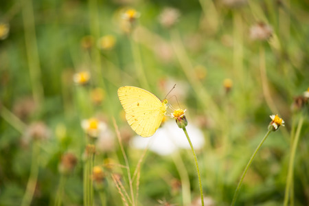 Yellow Butterflyの写真素材