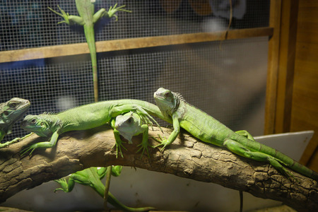 Green Chameleonの写真素材