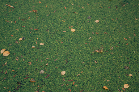 duckweed in swamp | duckweed in water