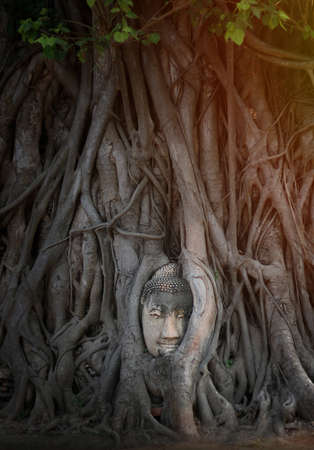 budda head traped in the tree roots. Wat Mahathat Ayutthaya Thailand.の写真素材