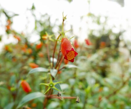 Insectivorous flower,Tropical pitcher plant with many flower cups,carnivorous plant eating insect, climbing flower in the plant nursery garden,Insectivorous red flowerの写真素材