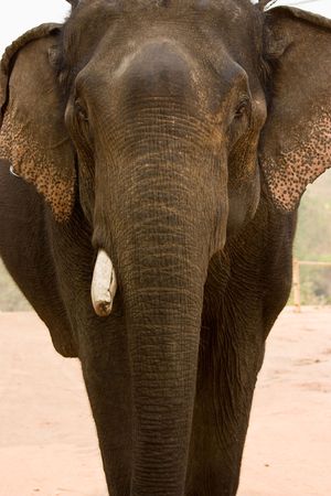 Generality of elephant in asiaの写真素材