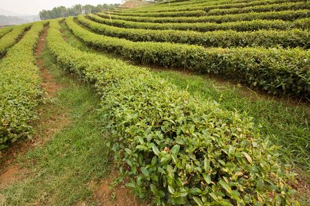 plantation of tea on mountainの写真素材