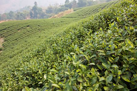 plantation of tea on mountainの写真素材