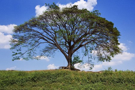 big tree with sky backgroundの写真素材