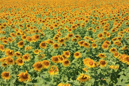 colorful enormously sunflower in fieldの写真素材