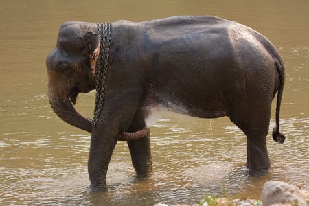 take a bath of elephantの写真素材