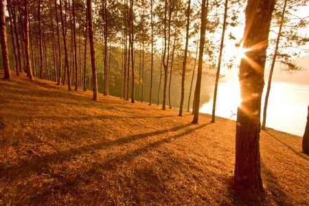 shadow of piney at reservoirの写真素材
