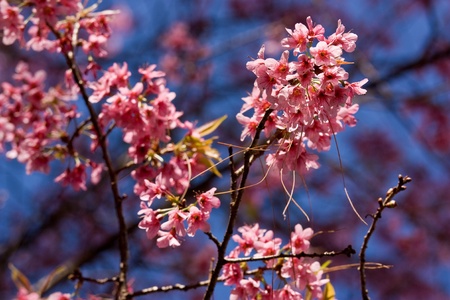 pink flower in blue backgroundの写真素材