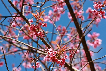 pink flower in blue backgroundの写真素材