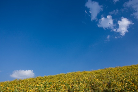 yellow flower and blue skyの写真素材