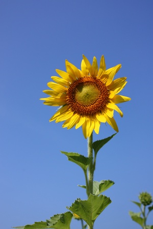 yellow sunflower bloom in blue skyの写真素材