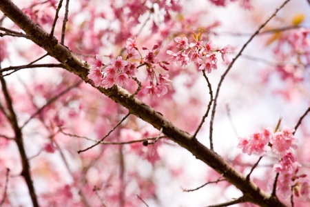 pink flower in white backgroundの写真素材