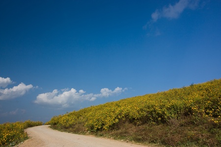 non-asphalt road in blue sky and yellow flowerの写真素材