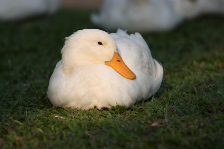 white duck rest on lawnの写真素材
